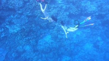 解救野生狐狸